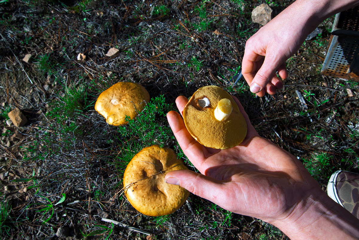Pine mushrooms foraging trip with Monster shot by Lee Grant.