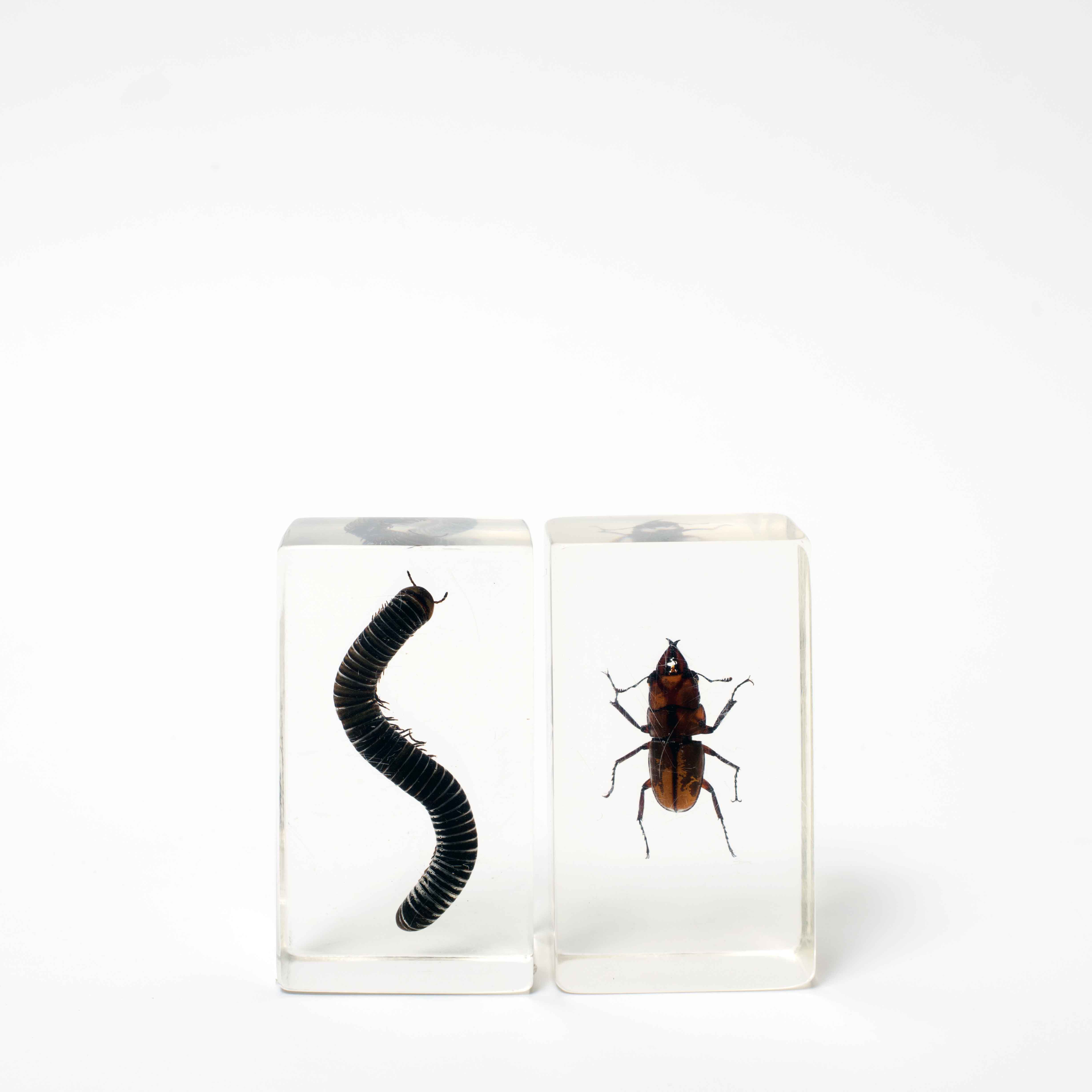 Resin insects found in 2011 shot by Lee Grant.