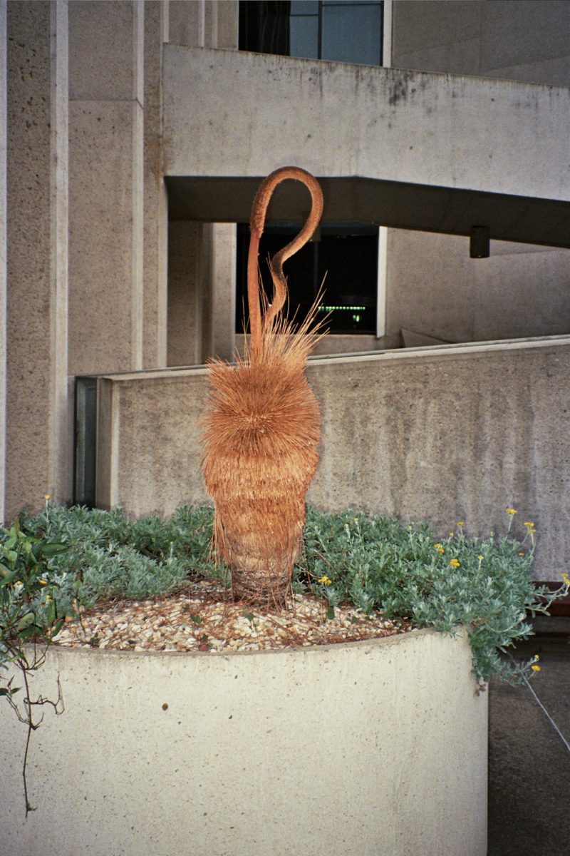 Xanthorrhoea johnsonii at the National Gallery of Australia