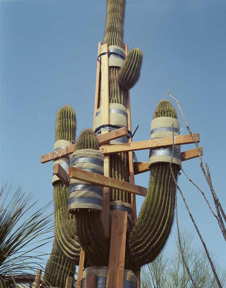 'Future Perfect: 2010, Saguaro Wrapped' by Judy Natal, 2008 to 12